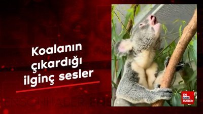 Koalanın çıkardığı ilginç sesler