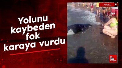 Muğla'da yolunu kaybeden fok, karaya vurdu
