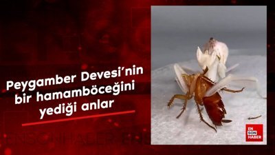 Peygamber Devesi'nin bir hamamböceğini yediği anlar