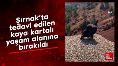 Şırnak'ta tedavi edilen kaya kartalı yaşam alanına bırakıldı