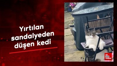 Yırtılan sandalyeden düşen kedi