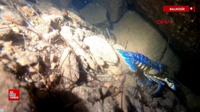 Ayvalık'ta 'mavi ıstakoz' görüntülendi