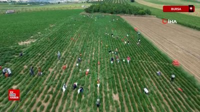 Bursa'da fasulye fiyatları üreticiyi zor duruma soktu
