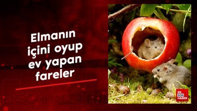 Elmanın içini oyup ev yapan fareler