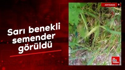 Adıyaman'da sarı benekli semender görüldü