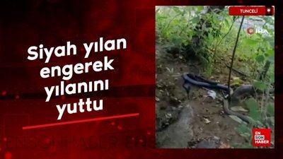 Tunceli'de siyah yılan engerek yılanını yuttu, o anlar