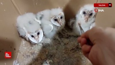 Yalova'da 3 peçeli yavru baykuş doğaya salındı