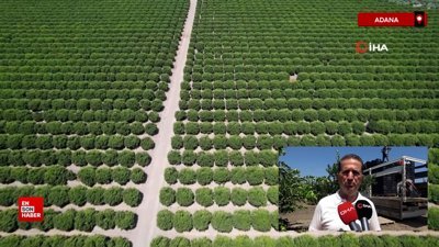 Adana’da limon fiyatlarını düşürecek hasat