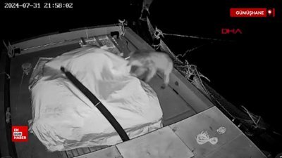 Gümüşhane'de ayının barajda yüzerek ulaştığı kafesten balık avı