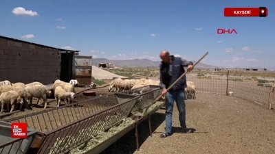 Kayseri'de babasından kalan hayvanlara çoban bulamayınca, bankacılığı bıraktı