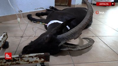 Antalya'da otel bahçesine düşen yaralı dağ keçisi tedavi altına alındı