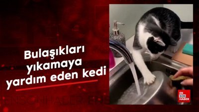 Bulaşıkları yıkamaya yardım eden kedi