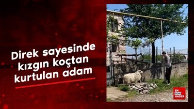 Direk sayesinde kızgın koçtan kurtulan adam