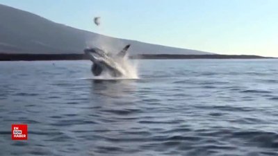 Galapagos adalarında bir orka, deniz kaplumbağası avlarken görüntülendi