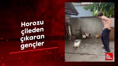 Horozu çileden çıkaran gençler