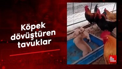 Köpek dövüştüren tavuklar