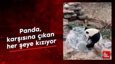 Panda, karşısına çıkan her şeye kızıyor