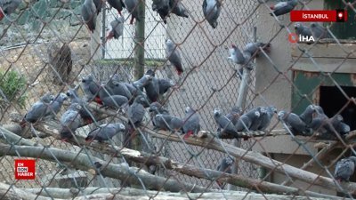 İstanbul'da ele geçirilen 309 jako papağanı koruma altına alındı