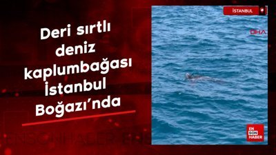 Okyanuslarda yaşayan 'deri sırtlı deniz kaplumbağası' İstanbul Boğazı'nda