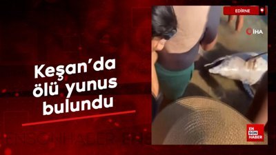 Edirne'de ölü yunus bulundu