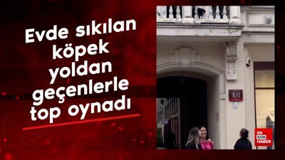 Evde sıkılan köpek yoldan geçen insanlarla top oynadı