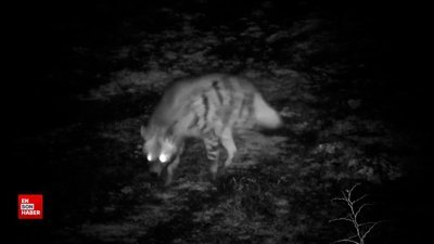 Güvenlik kameralarına yakalanan çizgili sırtlan görüntülendi