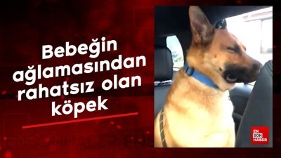 Bebeğin ağlamasından rahatsız olan köpek