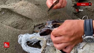 Hatay'da cankurtaranlar çuvala dolanan caretta carettayı kurtardı