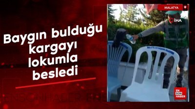 Malatya'da baygın bulduğu kargayı lokumla besledi