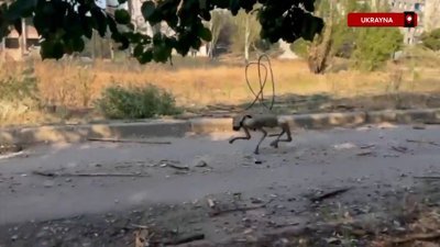 Robotlar cepheye indi: Ukrayna robot köpeği sahada kullanmaya başladı