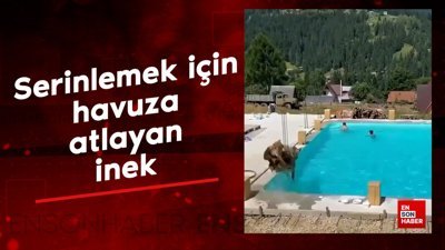 Serinlemek için havuza atlayan inek