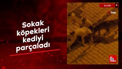 Elazığ’da sokak köpekleri kediyi parçaladı