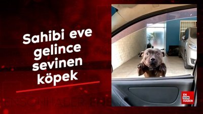 Sahibi eve gelince sevinen köpek