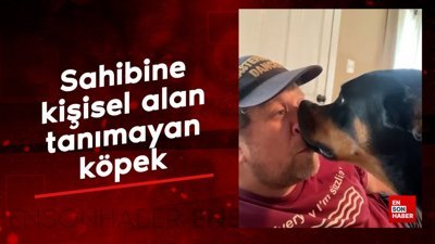 Sahibine kişisel alan tanımayan köpek
