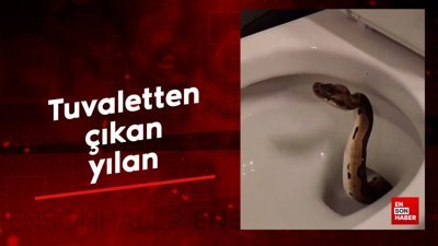 Tuvaletten çıkan yılan