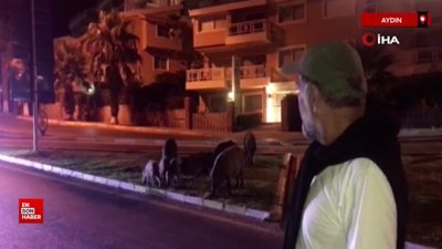 Kuşadası sokaklarındaki domuz sürüsü böyle görüntülendi