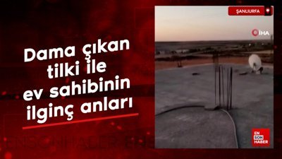 Şanlıurfa'da dama çıkan tilki ile ev sahibinin ilginç anları