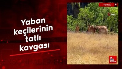 Tunceli'de yaban keçilerinin tatlı kavgası