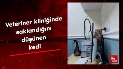 Veteriner kliniğinde saklandığını düşünen bir kedi
