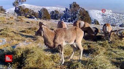Anadolu yaban koyunları fotokapana takıldı