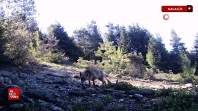 Karabük’te yaban hayvanlar fotokapana yakalandı