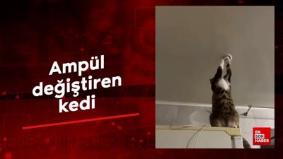 Ampul değiştiren kedi