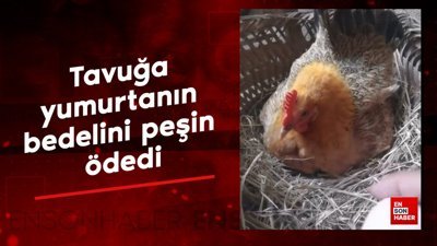 Tavuğa yumurtanın bedelini peşin ödedi ve yumurtayı aldı