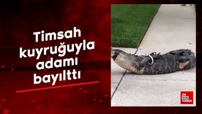 Timsah kuyruğuyla adamı bayılttı