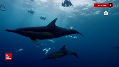 Güney Afrika'da ısınan deniz suyu dünyanın en büyük balık göçünü tehdit ediyor