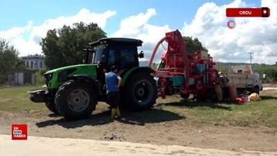 Ordu'da yılda sadece 1,5 ay çalışıyorlar, saatte 3 bin 500 TL kazanıyorlar