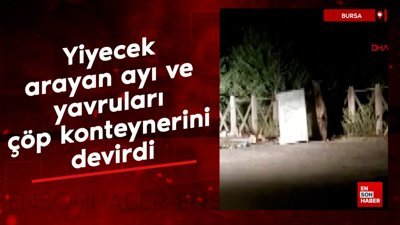 Bursa'da yiyecek arayan ayı ve yavruları çöp konteynerini devirdi