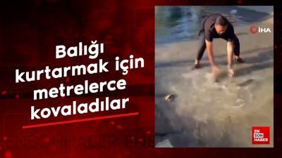 Sakarya'da balığı kurtarmak için metrelerce kovaladılar