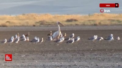 Ak Pelikan 40 yıl sonra Van'da görüldü