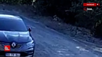 Tekirdağ'da başıboş sokak köpekleri cins köpeği parçaladı